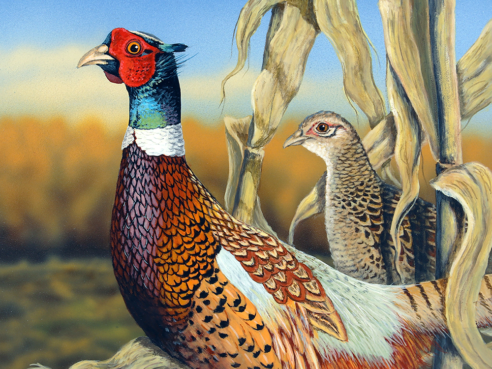 2019 MN Pheasant Stamp (2nd Place)