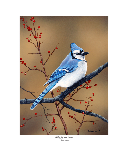 Blue Jay Giclee Print