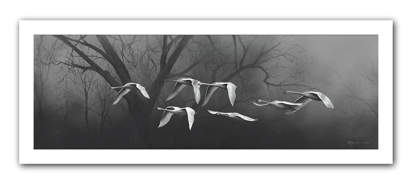 Misty Morning Swans Giclee Print (Large)