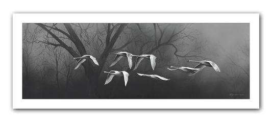 Misty Morning Swans Giclee Print (Large)