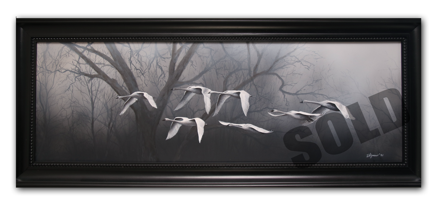 Misty Morning Swans