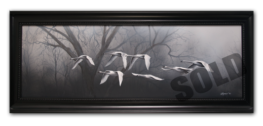 Misty Morning Swans